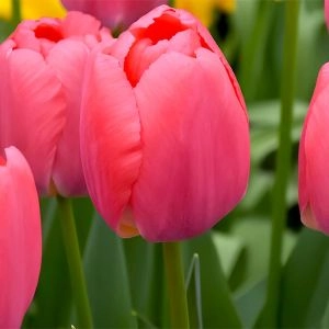 Тюльпан Zantupink (Pink Pride) фото