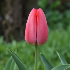 Тюльпан Zantupink (Pink Pride) фото