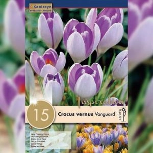 Крокус Vanguard (Брендовые луковицы KAPITEYN®) фото