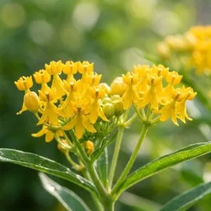Ваточник Hello Yellow фото