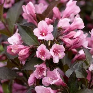 Вейгела Nana Purpurea фото