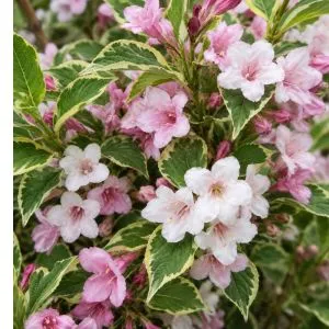 Вейгела Nana Variegata фото