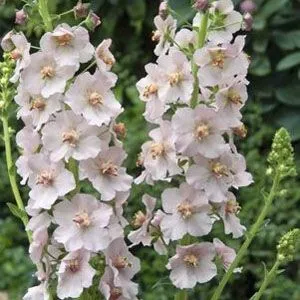 Коровяк Apricot Pixie фото