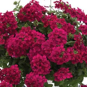 Вербена Estrella Merlot фото