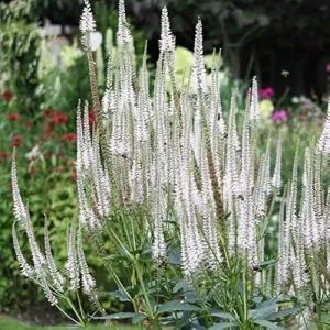 Вероникаструм Virginicum Diana фото