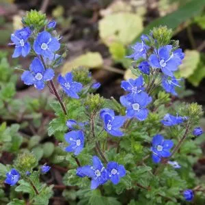 Вероника Georgia Blue фото