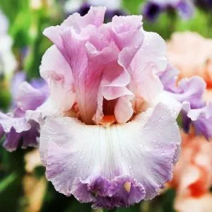 Ирис Vienna Waltz фото