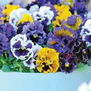 Фиалка Frou Frou Mixed фото