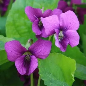 Виола Rubra фото