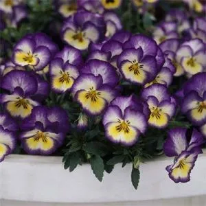 Фиалка Ultima Radiance Deep Blue фото