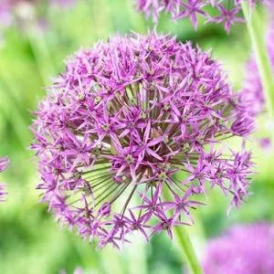 Аллиум Violet Beauty фото