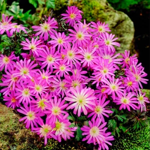 Анемона Violet Star фото