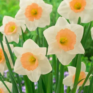 Нарцисс Peaches and Cream фото