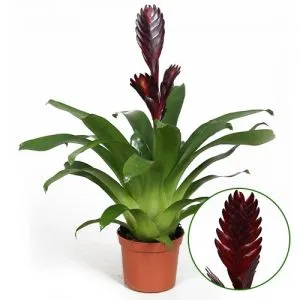 Вриезия Cathy Violet фото