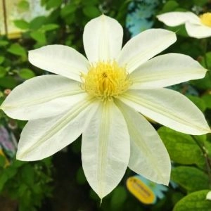 Клематис Wada's Primrose фото