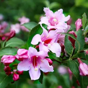 Вейгела Pink Princess фото