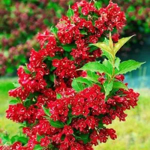 Вейгела Red Prince фото