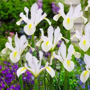 Ирис Hollandica White Magic фото