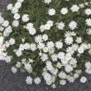 Делосперма White Pearl фото