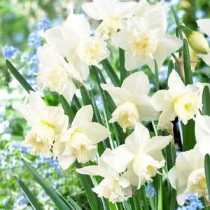 Нарцисс White Marvel фото