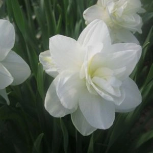 Нарцисс White Medal фото