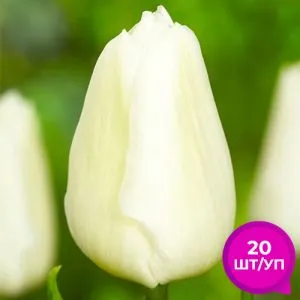 Тюльпан White Prince 20 шт/уп фото