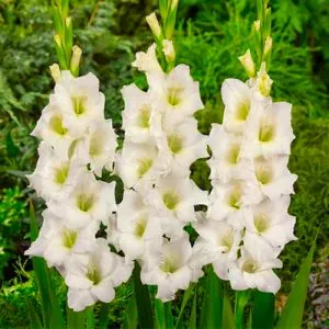 Гладиолус White Prosperity фото