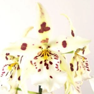 Орхидея Odontoglossum White Lip Red фото
