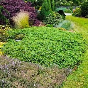 Можжевельник Green Carpet фото