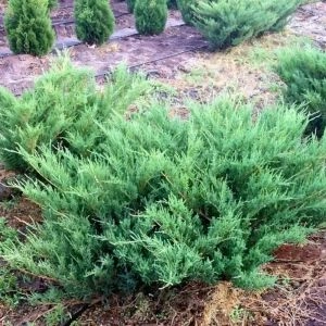 Можжевельник козацкий Blue Danube фото