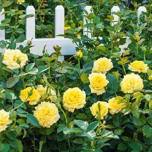 Роза бордюрная Yellow Doll фото
