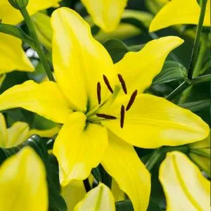 Лилия Yellow Power фото