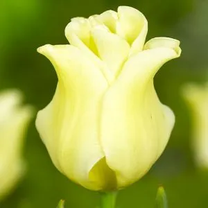 Тюльпан Yellow Crown фото