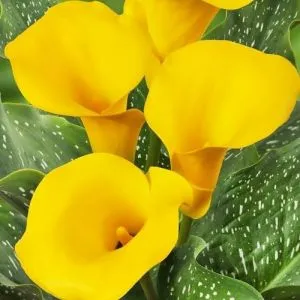 Калла Captain Ceres фото