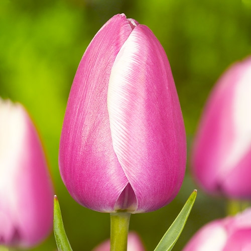 Тюльпаны Наложенным Платежом Интернет Магазин