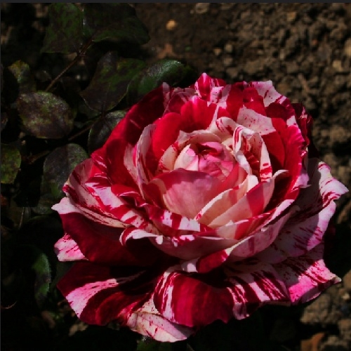 

Троянда Аррова Фоліес