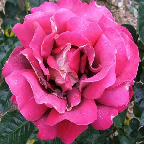

Троянда Кроненбург