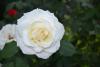 800x600-1664284354678_DSC_0666.JPG.jpg