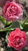 800x600-1778573769956_IMG_2870.jpeg