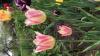800x600-1621325748423_24CD515E-EA6B-4729-85ED-632782586B12.jpeg