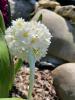 800x600-1652393325904__PromWhite3.jpeg