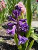 800x600-1652397725471__LiliPurple1.jpeg