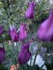 800x600-1652486030284__Burgundy3.jpeg