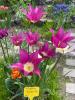 800x600-1652486030626__Burgundy1.jpeg