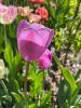 800x600-1652489993110__VioletBeauty1.jpeg