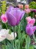 800x600-1652489993138__VioletBeauty10.jpeg