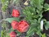800x600-1733134526117_IMG_2560.jpeg