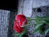 800x600-1733134648447_IMG_2648.jpeg