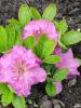 800x600-1621427480135_rododendron.JPEG.jpeg