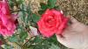 800x600-1654595788797_IMG_20220605_171940.jpg